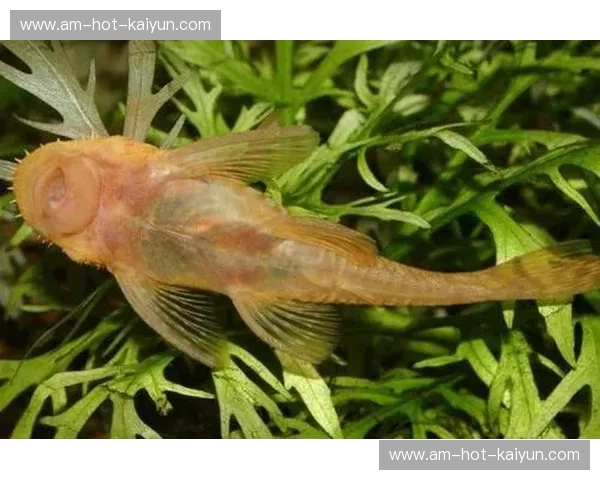 鲶鱼vs沙丁鱼:在时代的沸水中,你是被煮熟的平庸,还是搅动风云的强者?